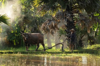 Sabah, Tayland 'ın kırsal kesimlerindeki pirinç tarlalarında altın güneş ışığıyla çiftçiler ve mevsimlere göre pirinç yetiştiriciliği yaşam tarzları