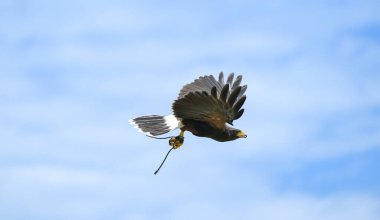 Harris şahinleri açık gökyüzünde rüzgara doğru uçuyor.