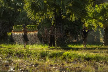 Sabah, Tayland 'ın kırsal kesimlerindeki pirinç tarlalarında altın güneş ışığıyla çiftçiler ve mevsimlere göre pirinç yetiştiriciliği yaşam tarzları