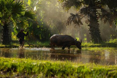 Sabah, Tayland 'ın kırsal kesimlerindeki pirinç tarlalarında altın güneş ışığıyla çiftçiler ve mevsimlere göre pirinç yetiştiriciliği yaşam tarzları