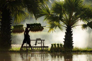 Sabah, Tayland 'ın kırsal kesimlerindeki pirinç tarlalarında altın güneş ışığıyla çiftçiler ve mevsimlere göre pirinç yetiştiriciliği yaşam tarzları