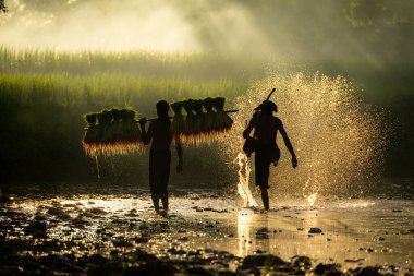 Sabah, Tayland 'ın kırsal kesimlerindeki pirinç tarlalarında altın güneş ışığıyla çiftçiler ve mevsimlere göre pirinç yetiştiriciliği yaşam tarzları