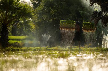 Sabah, Tayland 'ın kırsal kesimlerindeki pirinç tarlalarında altın güneş ışığıyla çiftçiler ve mevsimlere göre pirinç yetiştiriciliği yaşam tarzları