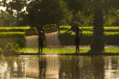 Sabah, Tayland 'ın kırsal kesimlerindeki pirinç tarlalarında altın güneş ışığıyla çiftçiler ve mevsimlere göre pirinç yetiştiriciliği yaşam tarzları
