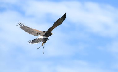 Harris şahinleri açık gökyüzünde rüzgara doğru uçuyor.