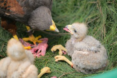 Şahin yuvasında, Harris şahinleri yavrularını yer ve beslerler.