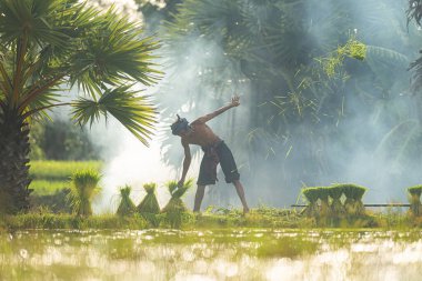 Sabah, Tayland 'ın kırsal kesimlerindeki pirinç tarlalarında altın güneş ışığıyla çiftçiler ve mevsimlere göre pirinç yetiştiriciliği yaşam tarzları