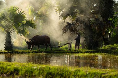Sabah, Tayland 'ın kırsal kesimlerindeki pirinç tarlalarında altın güneş ışığıyla çiftçiler ve mevsimlere göre pirinç yetiştiriciliği yaşam tarzları