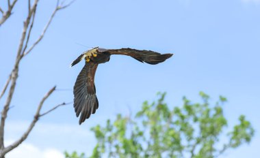Harris şahinleri açık gökyüzünde rüzgara doğru uçuyor.