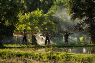 Sabah, Tayland 'ın kırsal kesimlerindeki pirinç tarlalarında altın güneş ışığıyla çiftçiler ve mevsimlere göre pirinç yetiştiriciliği yaşam tarzları
