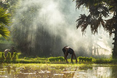 Sabah, Tayland 'ın kırsal kesimlerindeki pirinç tarlalarında altın güneş ışığıyla çiftçiler ve mevsimlere göre pirinç yetiştiriciliği yaşam tarzları