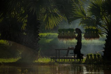 Sabah, Tayland 'ın kırsal kesimlerindeki pirinç tarlalarında altın güneş ışığıyla çiftçiler ve mevsimlere göre pirinç yetiştiriciliği yaşam tarzları