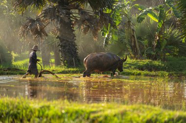 Sabah, Tayland 'ın kırsal kesimlerindeki pirinç tarlalarında altın güneş ışığıyla çiftçiler ve mevsimlere göre pirinç yetiştiriciliği yaşam tarzları