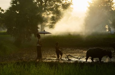 Sabah, Tayland 'ın kırsal kesimlerindeki pirinç tarlalarında altın güneş ışığıyla çiftçiler ve mevsimlere göre pirinç yetiştiriciliği yaşam tarzları