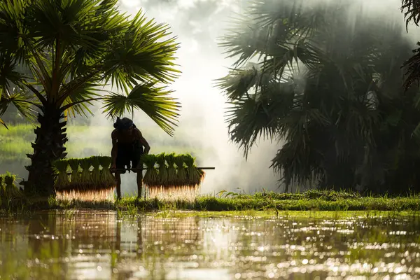 Sabah, Tayland 'ın kırsal kesimlerindeki pirinç tarlalarında altın güneş ışığıyla çiftçiler ve mevsimlere göre pirinç yetiştiriciliği yaşam tarzları