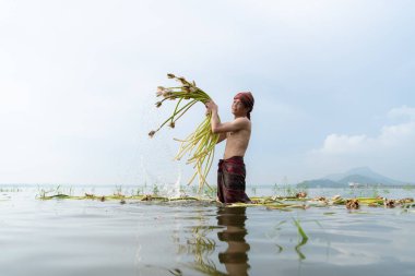 Gölde lotus hasat eden çiftçi yemek pişirmede kullanılacak, Tayland kırsalında yaşam konsepti