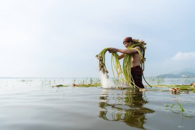 Gölde lotus hasat eden çiftçi yemek pişirmede kullanılacak, Tayland kırsalında yaşam konsepti