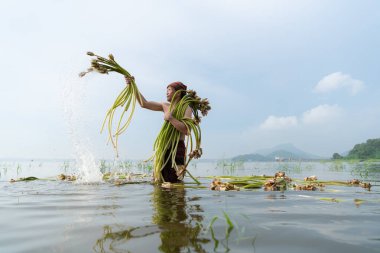 Gölde lotus hasat eden çiftçi yemek pişirmede kullanılacak, Tayland kırsalında yaşam konsepti