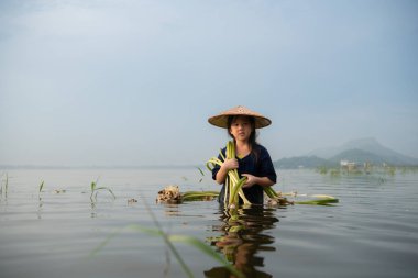 Küçük bir kız, nilüfer çiçeği toplamada ablasına yardım ediyor. Kırsal Tayland konut kavramı