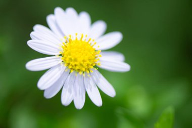Yeşil arka planda beyaz papatya çiçeği. Sığ alan derinliği.