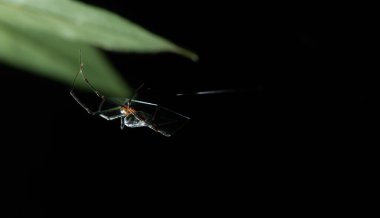 Bahçede yaprağın üzerindeki örümcek. Makro. Siyah arkaplan.