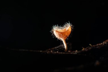 Tayland 'ın Saraburi eyaletindeki yağmur ormanlarında kıllı mantarlar.,