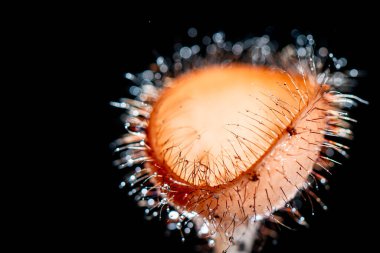 Tayland 'ın Saraburi eyaletindeki yağmur ormanlarında kıllı mantarlar.,