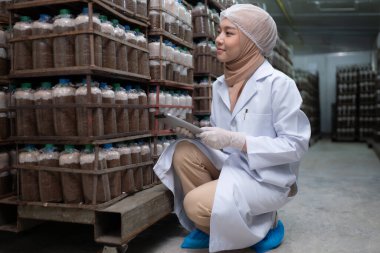 Young asian muslim female scientist doing research at a mushroom factory, investigating the growth of fungi in mushroom lumps. in a sterile and temperature-controlled room clipart