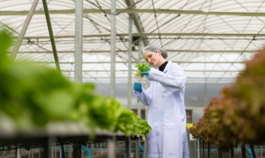 Bilim adamları kapalı bir çiftlikte organik sebze yetiştirme üzerine araştırma ve geliştirme yapıyorlar..