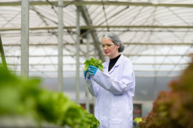 Bilim adamları kapalı bir çiftlikte organik sebze yetiştirme üzerine araştırma ve geliştirme yapıyorlar..