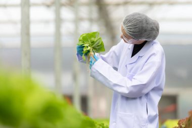 Bilim adamları kapalı bir çiftlikte organik sebze yetiştirme üzerine araştırma ve geliştirme yapıyorlar..