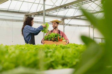 İki küçük işletme sahibinin de organik sebze bahçeleri var, tüketicilere taze sebze götürmek için taze sebze topluyorlar..