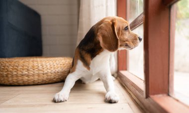 Av köpekleri zekidir, canlıdır, eğlencelidir ve sabit durmazlar. Bir sürü şirinlik var. Biraz inatçı ama emirlere itaat etmek için eğitilebilir.