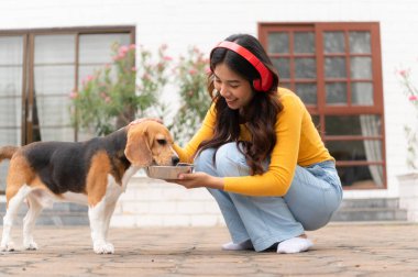 Bir av köpeği ev sahibiyle koşuşturduktan sonra yorgun ve yorgun düşene kadar su içer.