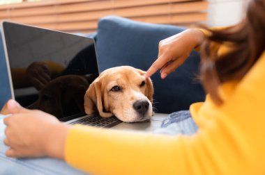 Köpek eğitimi almış Asyalı genç bir kadın evin oturma odasında emirlere itaat ediyor.
