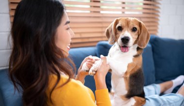 Köpek eğitimi almış Asyalı genç bir kadın evin oturma odasında emirlere itaat ediyor.