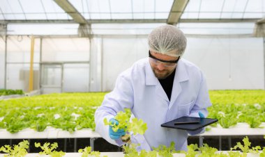 Bilim adamları kapalı bir çiftlikte organik sebze yetiştirme üzerine araştırma ve geliştirme yapıyorlar..