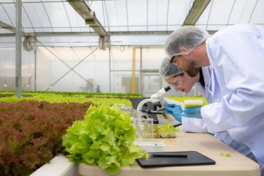 Bilim adamları kapalı bir çiftlikte organik sebze yetiştirme üzerine araştırma ve geliştirme yapıyorlar..