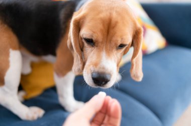 Av köpekleri zekidir, canlıdır, eğlencelidir ve sabit durmazlar. Bir sürü şirinlik var. Biraz inatçı ama emirlere itaat etmek için eğitilebilir.