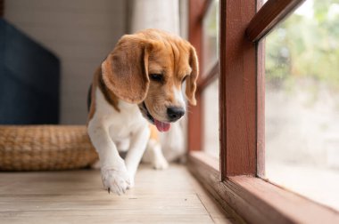 Av köpekleri zekidir, canlıdır, eğlencelidir ve sabit durmazlar. Bir sürü şirinlik var. Biraz inatçı ama emirlere itaat etmek için eğitilebilir.