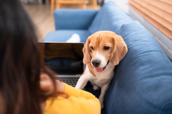 Asian young woman with beagle dog with dog training activities to obey commands in the living room of the house