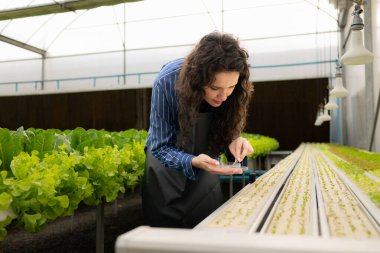 Organik sebze bahçesi sahibi, küçük iş kadını organik sebze bahçesinde sebze filizlerini denetliyor..
