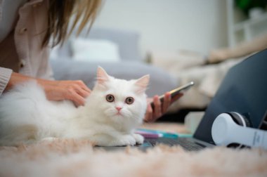 Beyaz bir Pers kedisi efendisini cesaretlendirmek için yanında kıvranırken genç bir kadın evde çalışıyor.