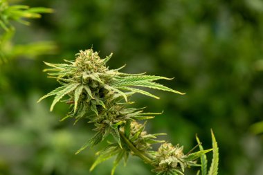 Çiçek açan kenevirler çeşitli ürünlerde kullanılmaya hazır tıbbi ve yiyecek ve içecekler eğlence için bile..