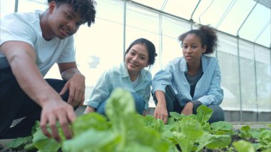 Bir seradaki marul bitkilerini inceleyen, sürdürülebilir tarım ve bitki sağlığı hakkında bilgi edinen bir grup genç.
