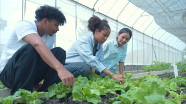Bir seradaki marul bitkilerini inceleyen, sürdürülebilir tarım ve bitki sağlığı hakkında bilgi edinen bir grup genç.