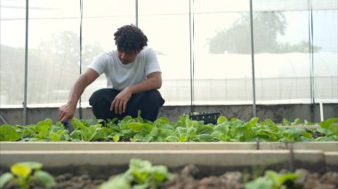 Bir seradaki marul bitkilerini inceleyen, sürdürülebilir tarım ve bitki sağlığı hakkında bilgi edinen gençlerin portresi