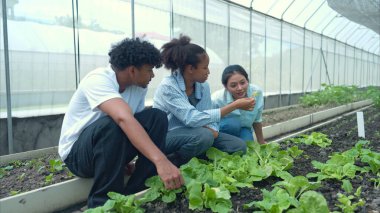 Bir seradaki marul bitkilerini inceleyen, sürdürülebilir tarım ve bitki sağlığı hakkında bilgi edinen bir grup genç.