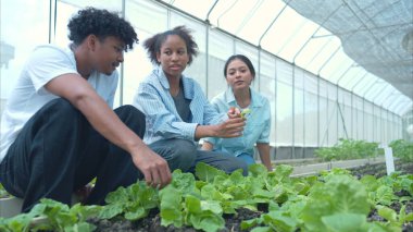 Bir seradaki marul bitkilerini inceleyen, sürdürülebilir tarım ve bitki sağlığı hakkında bilgi edinen bir grup genç.