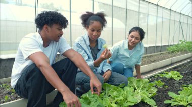 Bir seradaki marul bitkilerini inceleyen, sürdürülebilir tarım ve bitki sağlığı hakkında bilgi edinen bir grup genç.